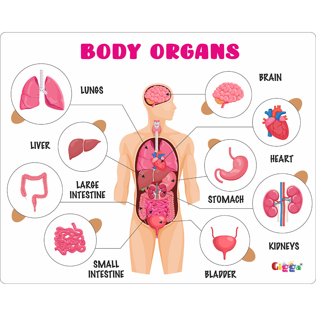 name any five organs of our body